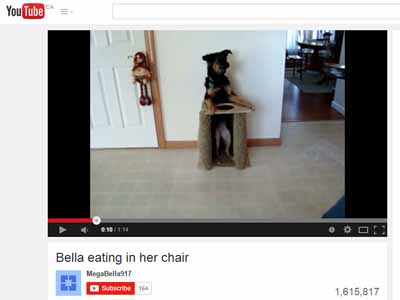 image for Dogs in Chairs: the Story Behind the Video
