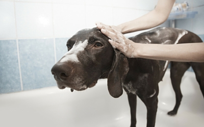 image for What’s that smell? Summer hygiene tips for your dog. 